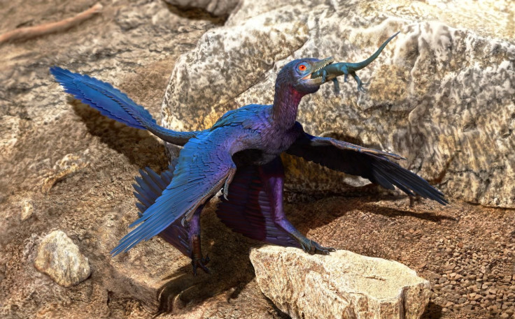 Lizard-Swallowing Microraptor