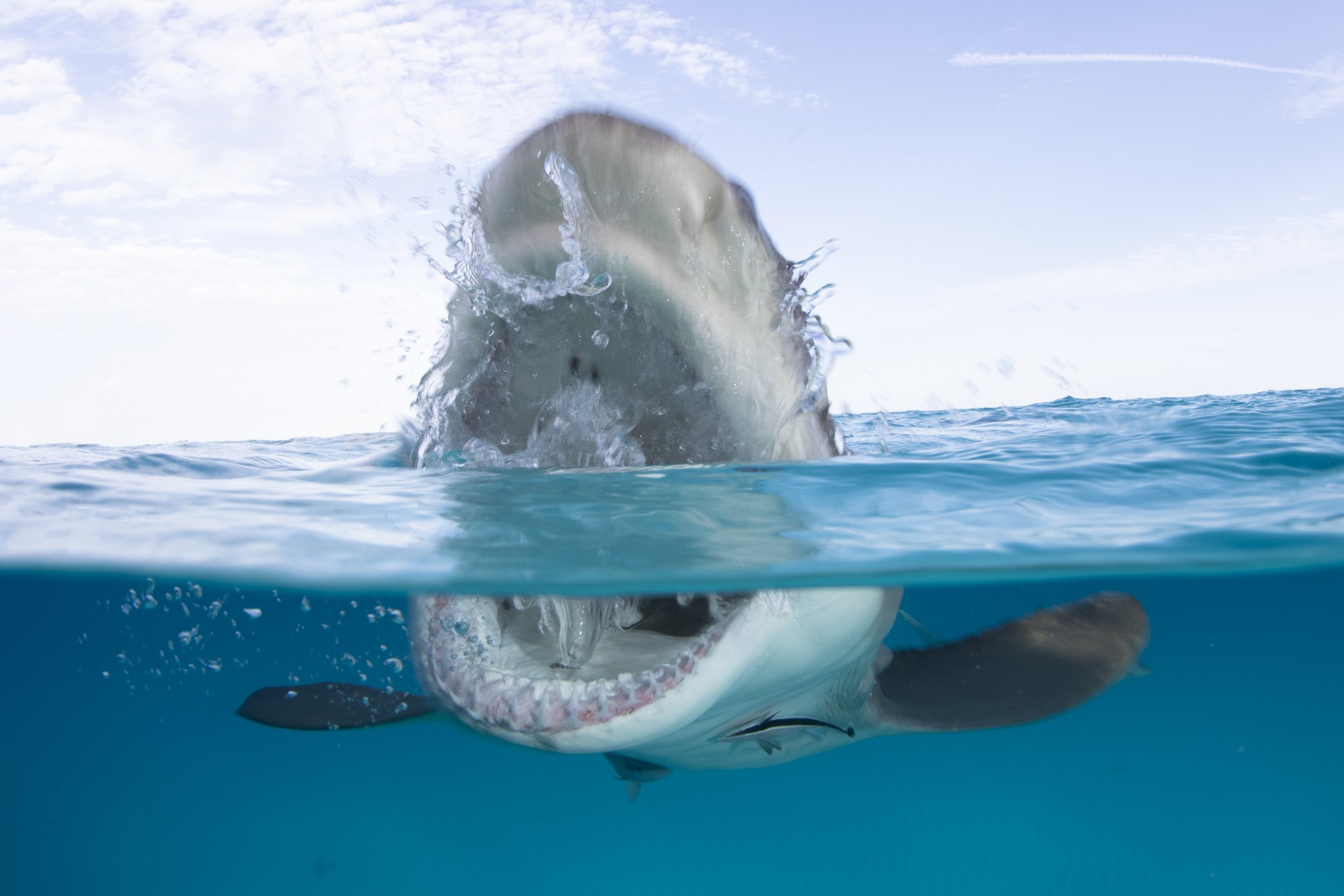 Sharks Don't Eat Humans Because We Aren't 'Nutritious Enough' So Why