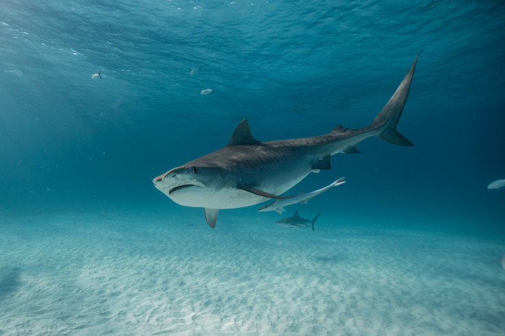 Shark Week Baby Shark song