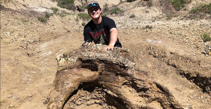 Dinosaur skull fossil