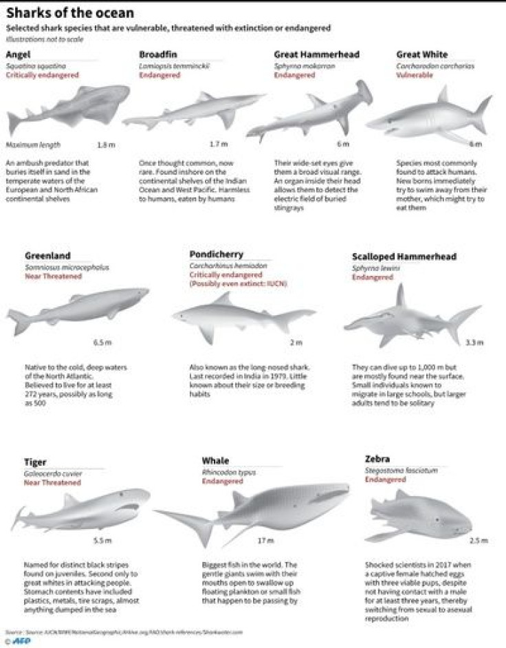 Selected shark species that are vulnerable, threatened or endangered.