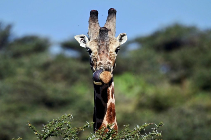 Giraffe numbers across the continent fell 40 percent between 1985 and 2015, to just under 100,000 animals