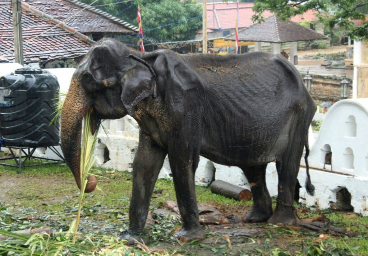 Wildlife authorities are investigating how the emaciated 70-year-old elephant was forced to take part in a parade