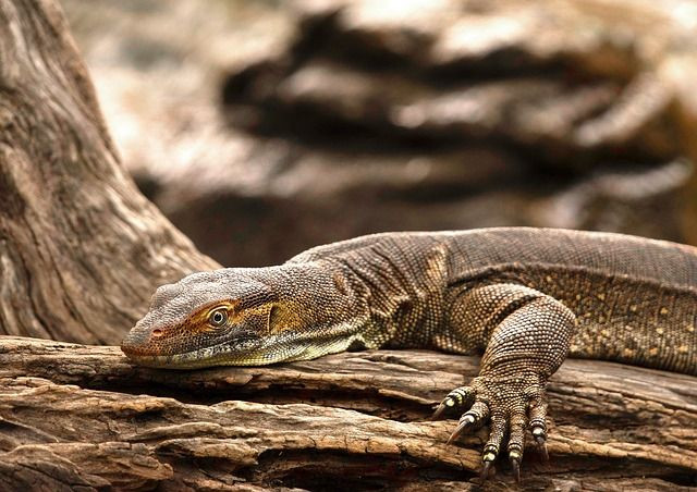 goanna-4188360_640