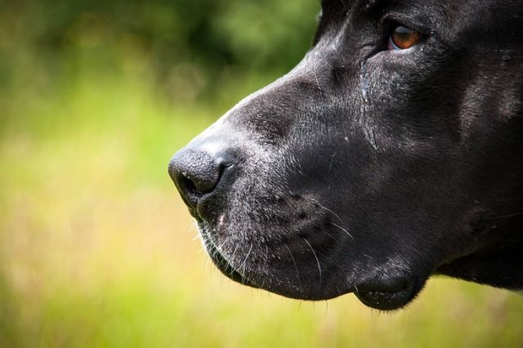 dog-3981673_640