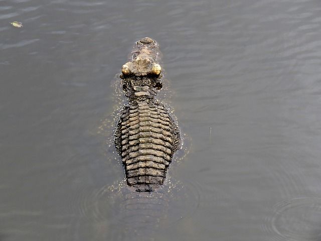 Crocodile Bites Mans Head Neck While He Was Snorkeling Off Remote Island Ibtimes