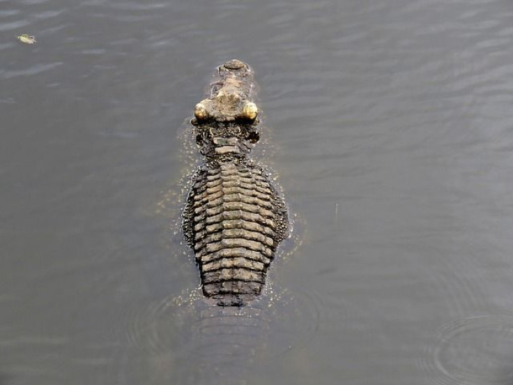 crocodile-1323318_640