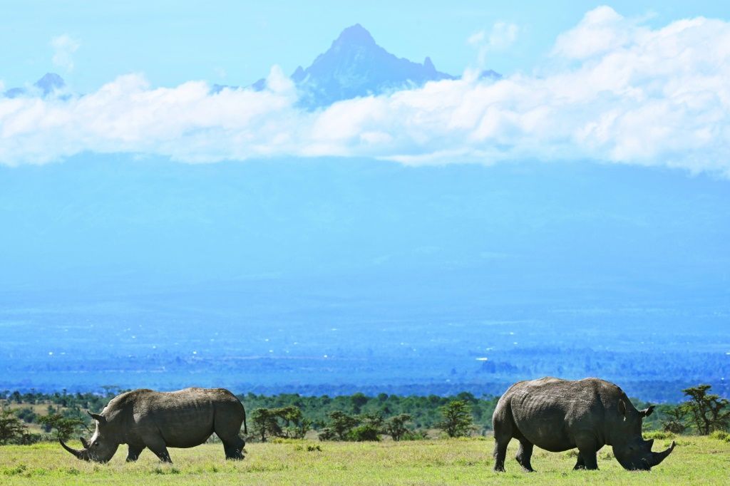 Scientists a step closer to saving northern white rhino from extinction