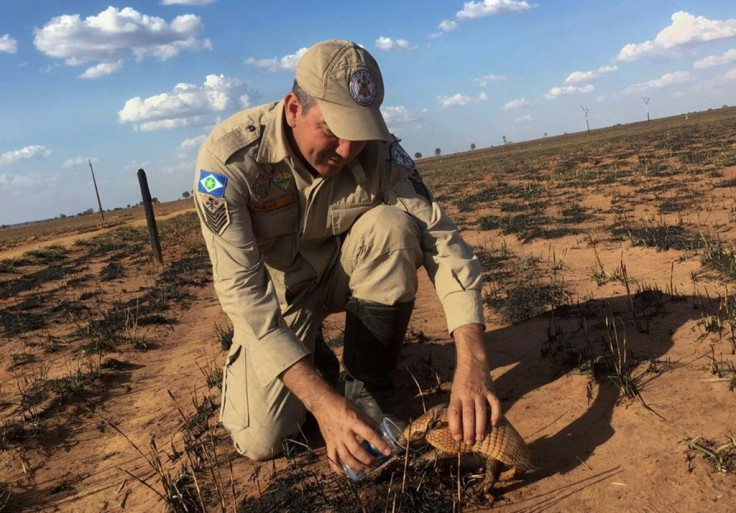 This Mato Grosso Firefighters Department handout picture shows a firefighter giving water to an armadillo during the inspection of a recently burned forest area near Nova Mutum, in Mato Grosso state