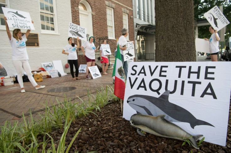 Environmentalists insist Mexico could police the small area where the vaquita live if it were willing to put in the resources