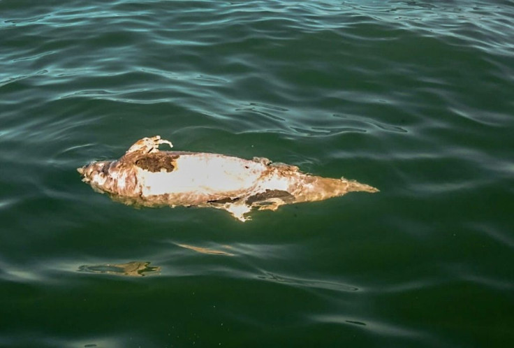 Only around 10 vaquita are believed to remain in their sole habitat off northwestern Mexico