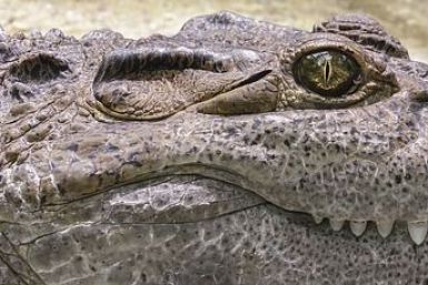 crocodile-1660537_640