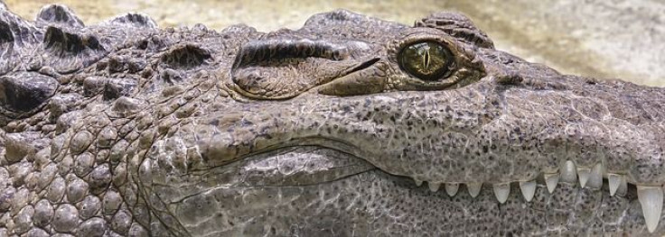 crocodile-1660537_640