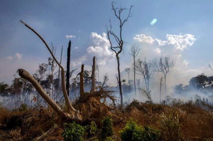 View of a burnt area after a fire in the Amazon rainforest near Novo Progresso, Para state, Brazil, on August 25, 2019