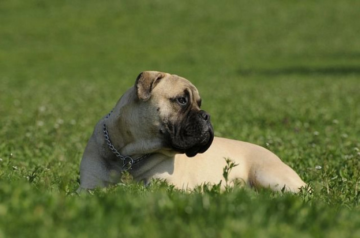 bullmastiff-2062811_640