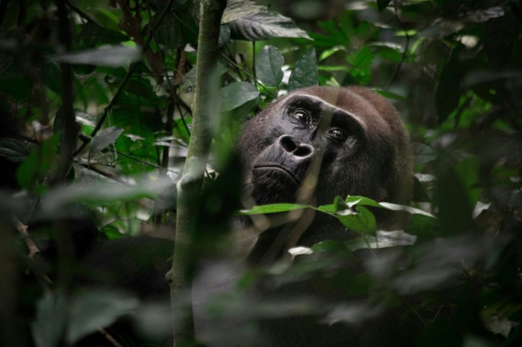 The park is a haven for gorillas, whose numbers have plummeted dramatically in the past few decades