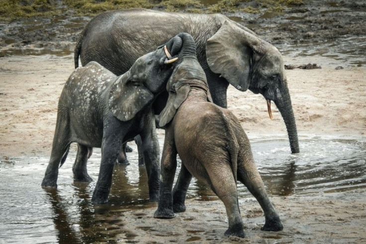 A forest elephant and her calves take a cooling bath in the mud