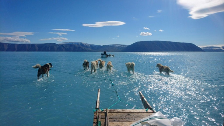Sled dogs wading through standing water on the sea ice during an expedition in North Western Greenland