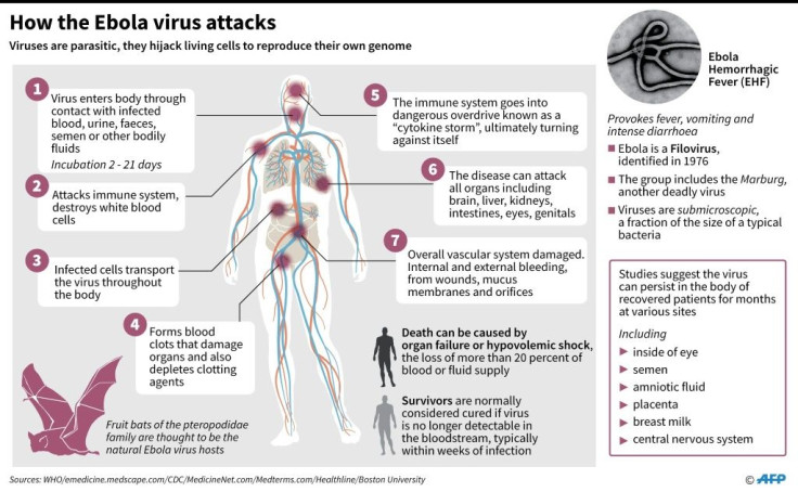 Factfile on how the Ebola virus attacks
