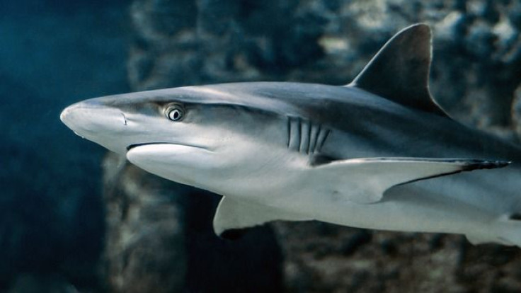 shark-3197585_640