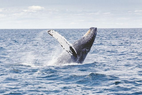 humpback-whale-1209297_640