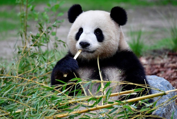 Giant panda Meng Meng, which means 'Little Dream', has been living at Berlin Zoo since 2017