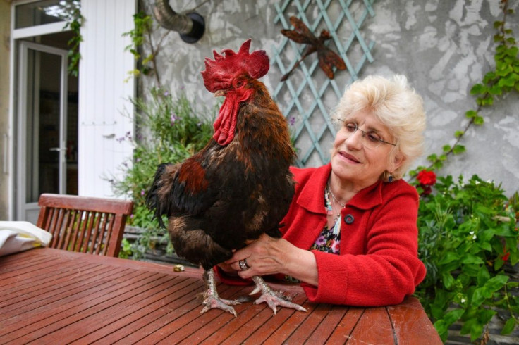 Corinne Fesseau with her rooster Maurice in the garden of her home in Saint-Pierre-d'Oleron, western France