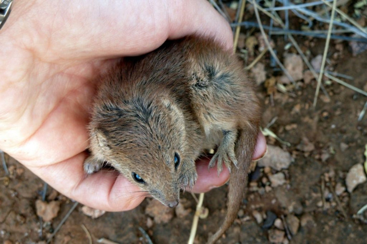 Biologists believe kalutas die en masse because of sex-driven immune system collapse