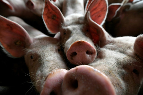 According to Judaism, pigs are quintessentially unkosher animals 