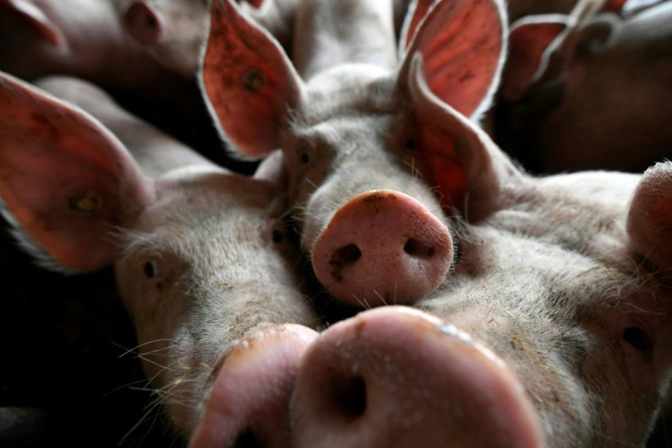 According to Judaism, pigs are quintessentially unkosher animals 