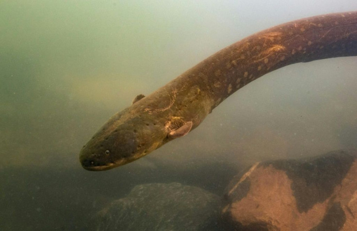 DNA research has revealed two entirely new species of electric eel in the Amazon basin, including one capable of delivering a record-breaking jolt
