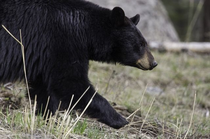 black-bear-1901957_640