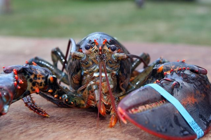 lobster-1615906_640
