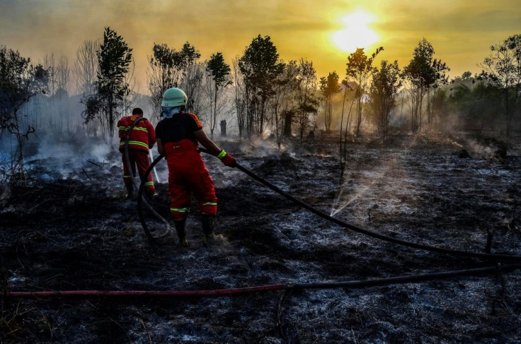 Forests worldwide have been logged and burned on an industrial-scale over the decades