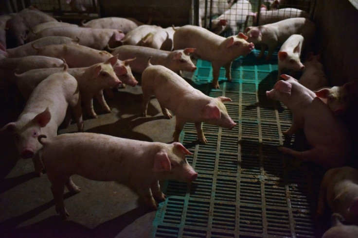 China is home to nearly half of the world's live pig supply