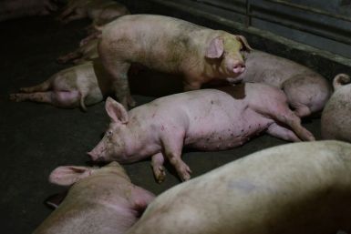 Millions of pigs have been culled across Asia in a bid to curb the spread of the disease