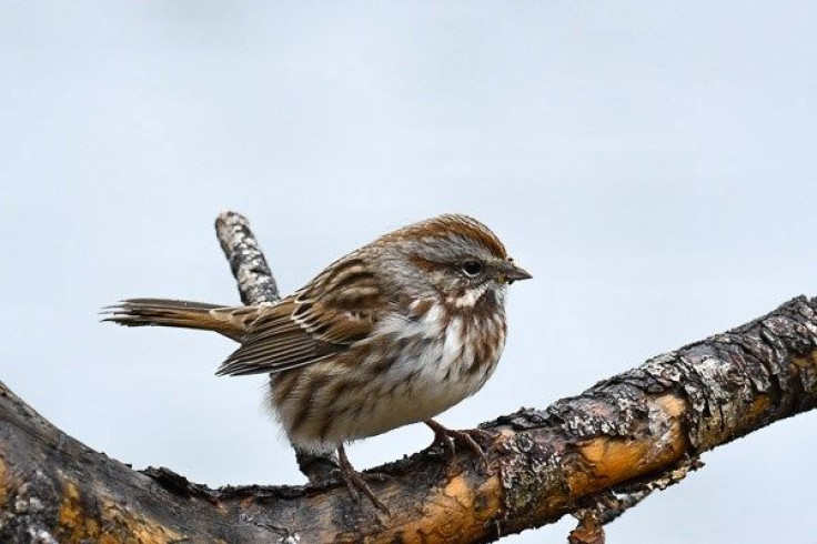 bird_SongSparrow_20170928_RachelAmes_600x400