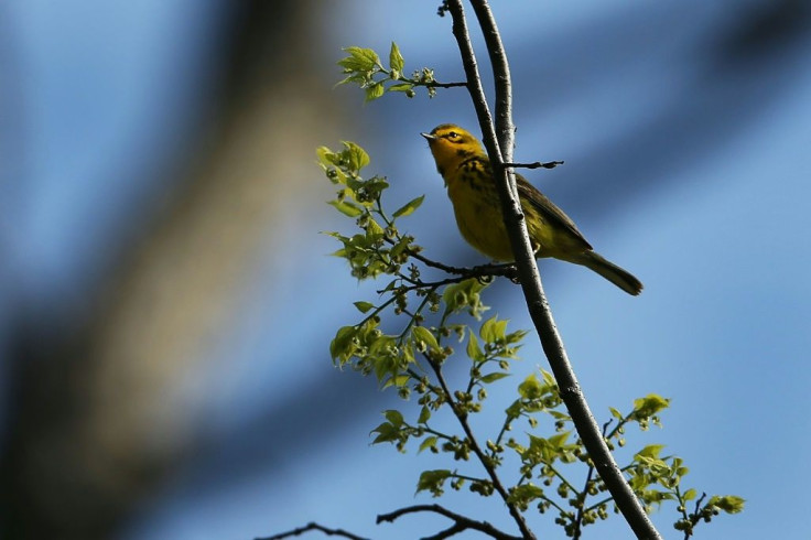 A Prairie Warbler spotted at Prospect Park in the Brooklyn borough of New York City in 2014