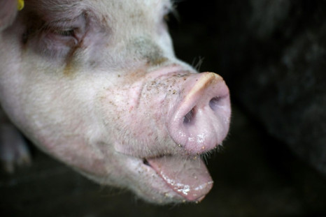 Pork prices have jumped 50 percent over the past year in China and the UN says almost five million pigs have died or been culled in Asia because of swine fever