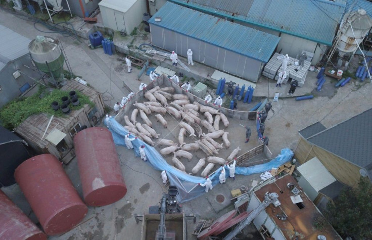 Workers wearing protective suits drive pigs to kill at a farm confirmed to have been infected with African swine fever in Paju, South Korea