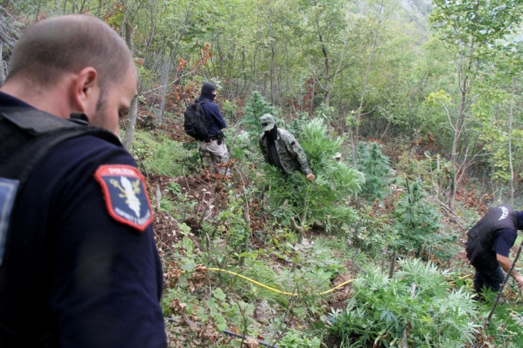 Albanian police destroy a field of cannabis plants in a remote mountainous area