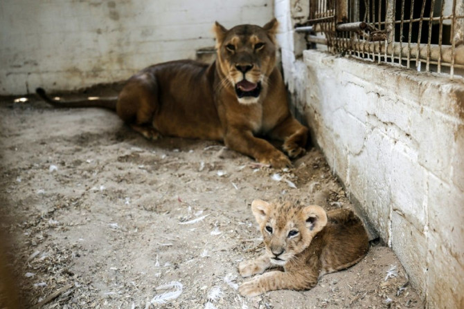 Two lions and three cubs are penned in cages only a few square metres in size at a zoo