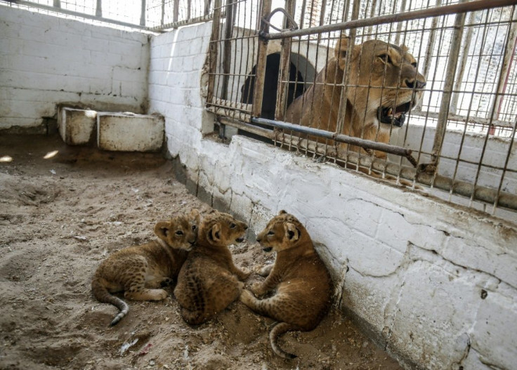 The zoo's manager says the lions were brought through tunnels from Egypt
