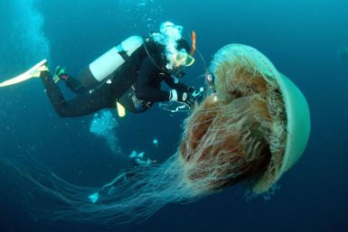 The sheer size of some jellyfish can be a threat to fishermen if they caught in their nets