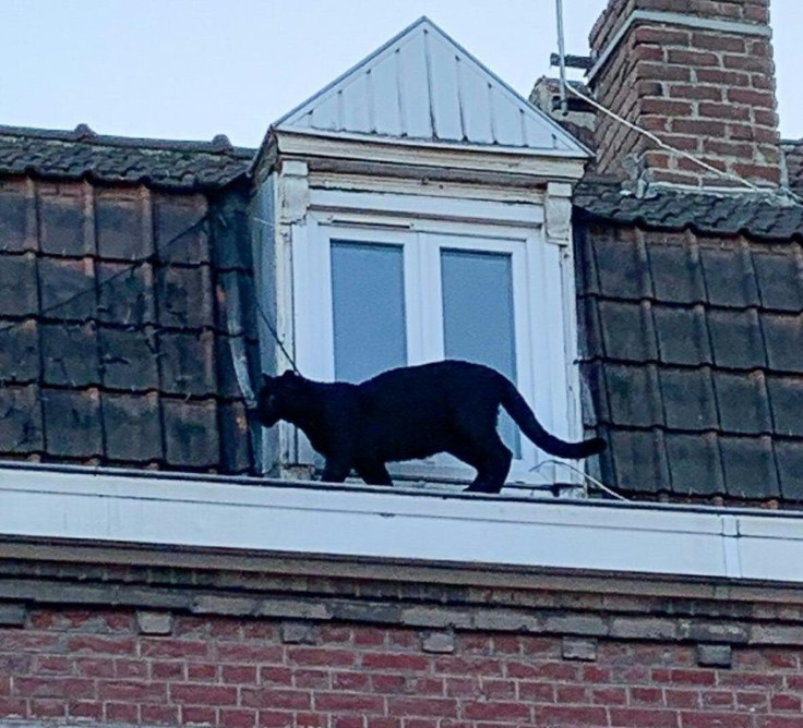 A black panther rescued from rooftops near the northern city of Lille last week has been stolen from the zoo where it was taken after capture