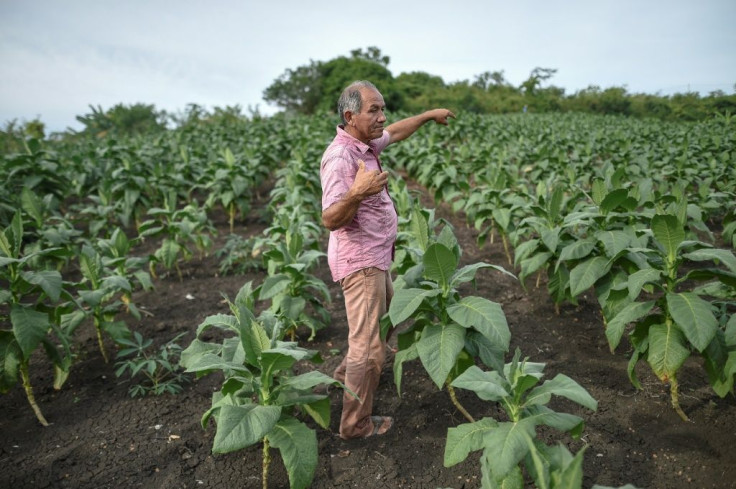 Farmers have been hit by falling earnings from tobacco plantations