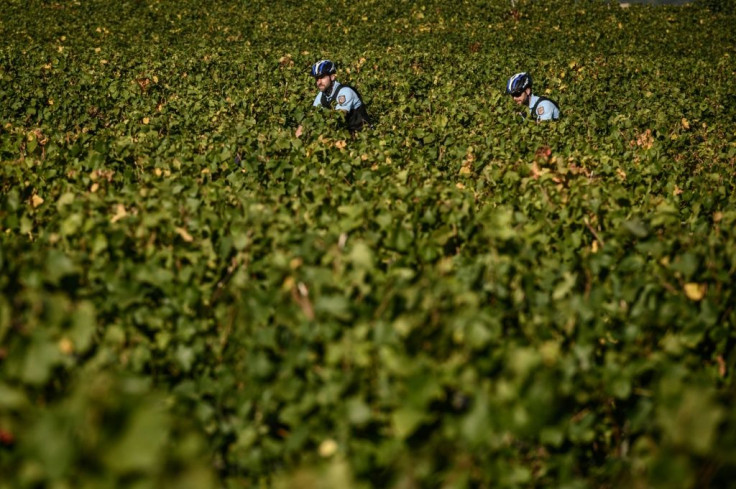 To catch a grape thief: French police ride bicycles on the lookout for trouble in Burgundy's vineyards