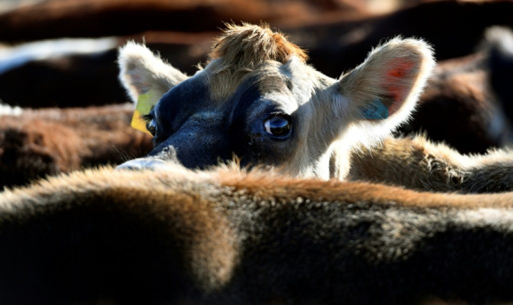 Cows on a dairy farm near Cambridge, New Zealand -- where dairy giant Fonterra has experienced a troubled few years