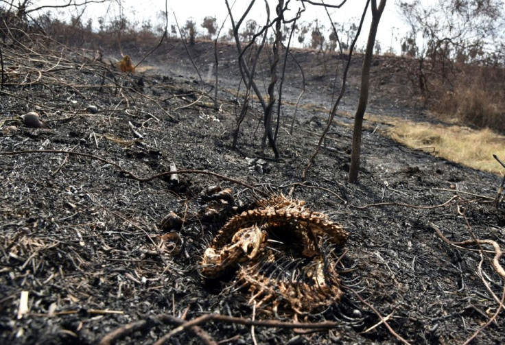 This snake could not escape the flames of a fire in the Otuquis National Park in eastern Bolivia