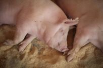 China, which has been hit by an outbreak of African swine fever, said it had bought a 'considerable' amount of US pork